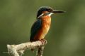 Alcedo atthis